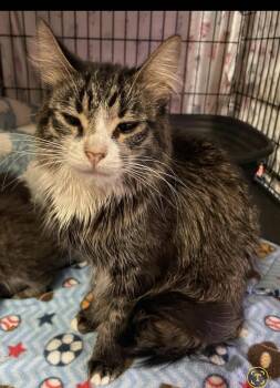 Rescue Domestic Long Hair Cats for Adoption in Billings, Montana - Athena | PetCurious