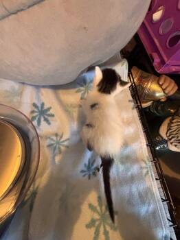 Dannie -  Domestic Short Hair and Tabby Cat for Adoption in Richmond, Virginia - Dannie | PetCurious
