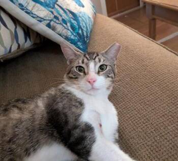 Whisper (Devo) -  Domestic Short Hair Cat for Adoption in Tampa, Florida - Whisper (Devo) | PetCurious