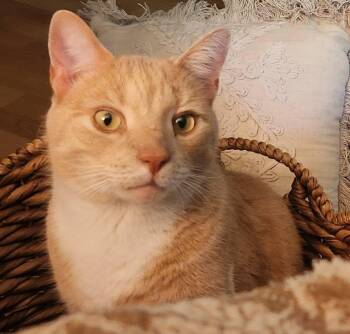 MANGO -  Domestic Medium Hair Cat for Adoption in Granby, Connecticut - MANGO | PetCurious