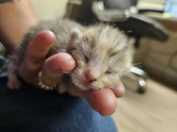 Pomegranate -  Domestic Short Hair Cat for Adoption in Gainesville, Florida - Pomegranate | PetCurious