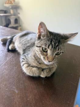 Rescue Domestic Short Hair and Tabby Cats for Adoption in Columbus, Minnesota - Swizzle | PetCurious