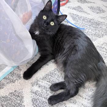 Bear 3 -  Domestic Medium Hair Cat for Adoption - Bear 3 | PetCurious