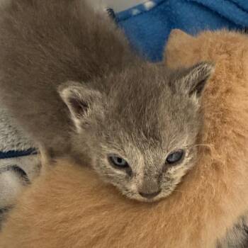 Emmy -  Domestic Short Hair Cat for Adoption in Clavet, Saskatchewan - Emmy | PetCurious