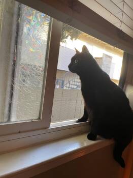 Smoov (Courtesy Post) -  Domestic Short Hair Cat for Adoption in San Jose, California - Smoov (Courtesy Post) | PetCurious