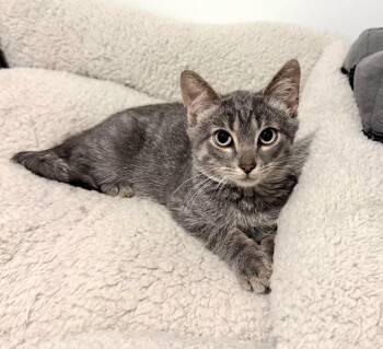 Subie -  Domestic Short Hair Cat for Adoption in Montello, Wisconsin - Subie | PetCurious