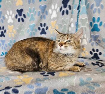 Claire -  Domestic Short Hair Cat for Adoption in Wabash, Indiana - Claire | PetCurious