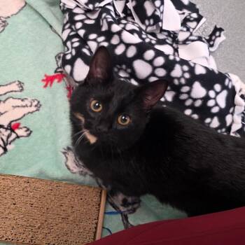 Domestic Short Hair Cats Available for Adoption - Stevie | PetCurious