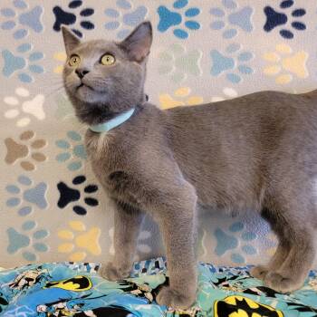 Cowboy -  Domestic Short Hair and Russian Blue Cat for Adoption in Alpine, Texas - Cowboy | PetCurious