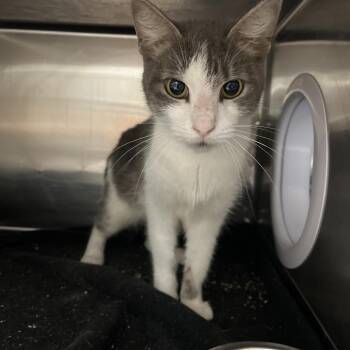 Winter -  Domestic Short Hair Cat for Adoption in Lakeland, Florida - Winter | PetCurious