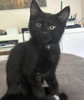 Tippy -  Domestic Short Hair Cat for Adoption in Maineville, Ohio - Tippy | PetCurious