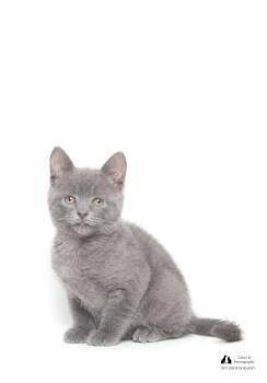 Rescue Domestic Short Hair Cats for Adoption in Tallahassee, Florida - Nimbus | PetCurious
