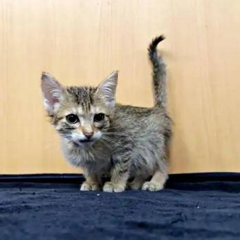 Marguerite -  Domestic Short Hair Cat for Adoption in Brentwood, Missouri - Marguerite | PetCurious