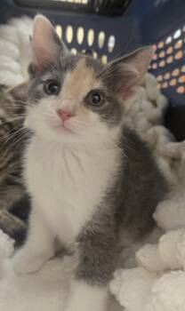 Callie -  Domestic Short Hair Cat for Adoption in Westland, Michigan - Callie | PetCurious