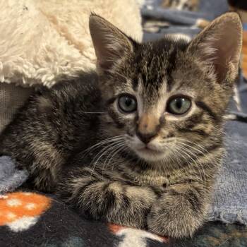 Pimento -  Domestic Short Hair Cat for Adoption in Bentonville, Arkansas - Pimento | PetCurious