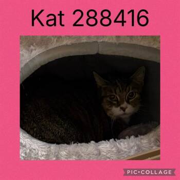 Domestic Short Hair Cats Available for Adoption in Macon, Georgia - KAT | PetCurious