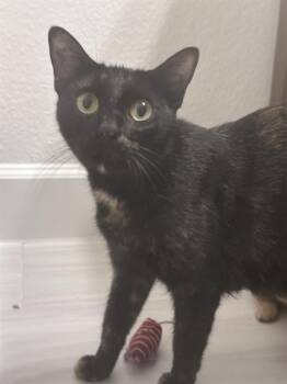TORTELLINI -  Domestic Short Hair Cat for Adoption in Rosenberg, Texas - TORTELLINI | PetCurious