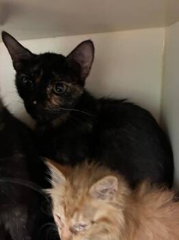 Sydney -  Domestic Short Hair Cat for Adoption in Bloomington, Indiana - Sydney | PetCurious