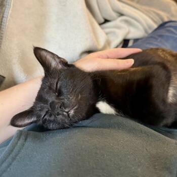 Welly -  Domestic Short Hair Cat for Adoption - Welly | PetCurious