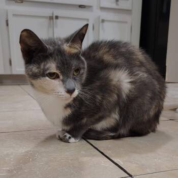 Rescue Domestic Short Hair Cats for Adoption in Little Mountain, South Carolina - Amber | PetCurious