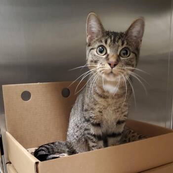 Little Foot -  Domestic Short Hair Cat for Adoption - Little Foot | PetCurious