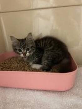 Nerds -  Domestic Medium Hair Cat for Adoption in Lake Tapwingo, Missouri - Nerds | PetCurious