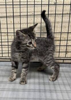Lincoln -  Domestic Short Hair Cat for Adoption in Apollo, Pennsylvania - Lincoln | PetCurious