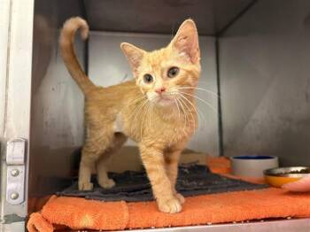 SUNSHINE -  Domestic Short Hair Cat for Adoption in Fort Wayne, Indiana - SUNSHINE | PetCurious