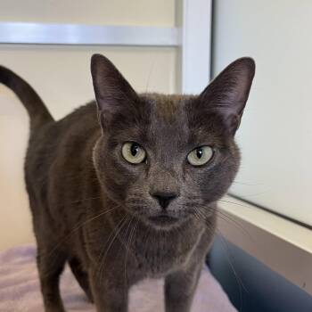 Domestic Short Hair Cats Available for Adoption in Burlingame, California - Gracie | PetCurious