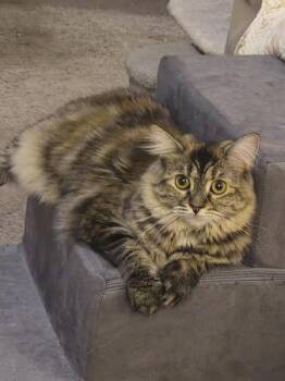 Mona Lisa -  Domestic Medium Hair Cat for Adoption in Keansburg, New Jersey - Mona Lisa | PetCurious