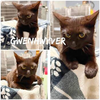 Domestic Short Hair Cats Available for Adoption in Saint James, Missouri - Gwenhwyver | PetCurious