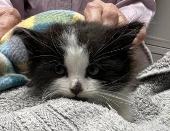 2026-57 Licorice Vine - in foster -  Domestic Long Hair Cat for Adoption in Windsor, Connecticut - 2026-57 Licorice Vine - In Foster | PetCurious
