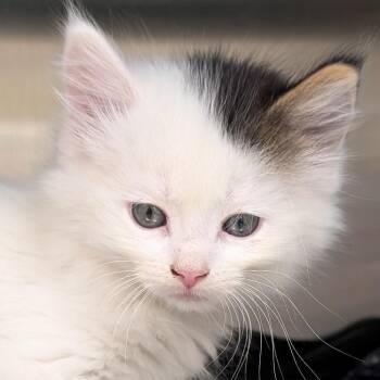 Doritos -  Domestic Long Hair Cat for Adoption in Jefferson, Wisconsin - Doritos | PetCurious