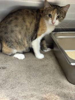 Giselle -  Domestic Short Hair Cat for Adoption in Memphis, Tennessee - Giselle | PetCurious