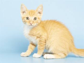 CHISPAS -  Domestic Short Hair Cat for Adoption in Phoenix, Arizona - CHISPAS | PetCurious