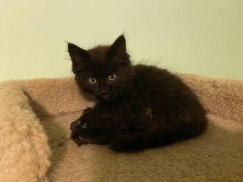 SHANIA -  Domestic Long Hair Cat for Adoption in Niagara-on-the-lake, Ontario - SHANIA | PetCurious