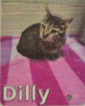 Dilly -  Domestic Short Hair Cat for Adoption in Pittsboro, North Carolina - Dilly | PetCurious