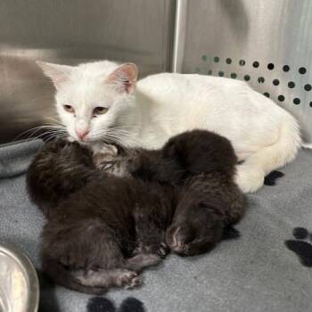 Bunny -  Domestic Short Hair Cat for Adoption in Indianapolis, Indiana - Bunny | PetCurious