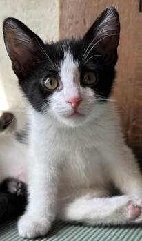 Jesus -  Domestic Short Hair Cat for Adoption in Denver, Colorado - Jesus | PetCurious