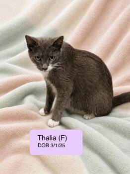 Domestic Short Hair Cats Available for Adoption in Vacaville, California - Thalia | PetCurious