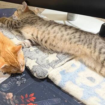 Cider -  Domestic Short Hair Cat for Adoption in Brea, California - Cider | PetCurious