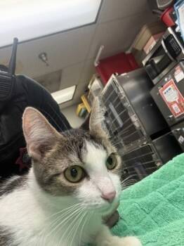 Rescue Domestic Short Hair Cats for Adoption in Cincinnati, Ohio - Momma | PetCurious