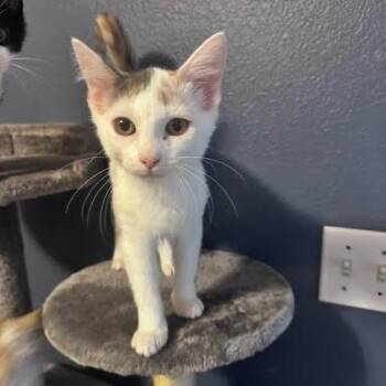 Zelda -  Domestic Short Hair Cat for Adoption in Edwardsville, Illinois - Zelda | PetCurious
