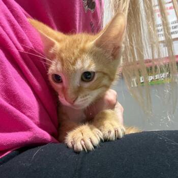 Coyote -  Domestic Short Hair Cat for Adoption in Wappingers Falls, New York - Coyote | PetCurious