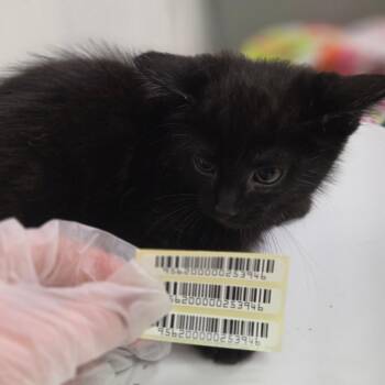 Watson -  Domestic Short Hair Cat for Adoption in Charleston, West Virginia - Watson | PetCurious