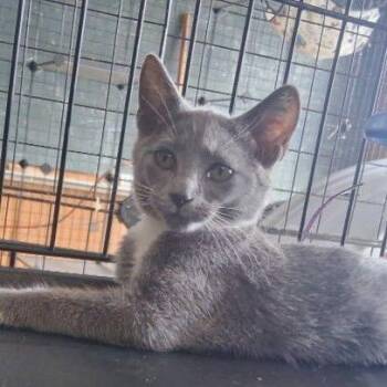 Cloud*Meet me at Eagan Petsmart* -  Domestic Short Hair Cat for Adoption in Buffalo, Minnesota - Cloud*Meet Me At Eagan Petsmart* | PetCurious