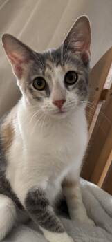 Scribbles -  Domestic Short Hair Cat for Adoption in Phoenix, Arizona - Scribbles | PetCurious