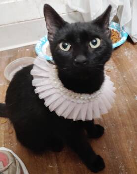 Lily Pad -  Domestic Short Hair Cat for Adoption in Grove City, Ohio - Lily Pad | PetCurious