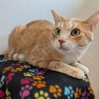 Nolan -  Domestic Short Hair Cat for Adoption in Rochester, Minnesota - Nolan | PetCurious