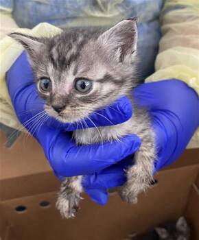 Domestic Short Hair Cats Available for Adoption in Dallas, Texas - EZRA | PetCurious